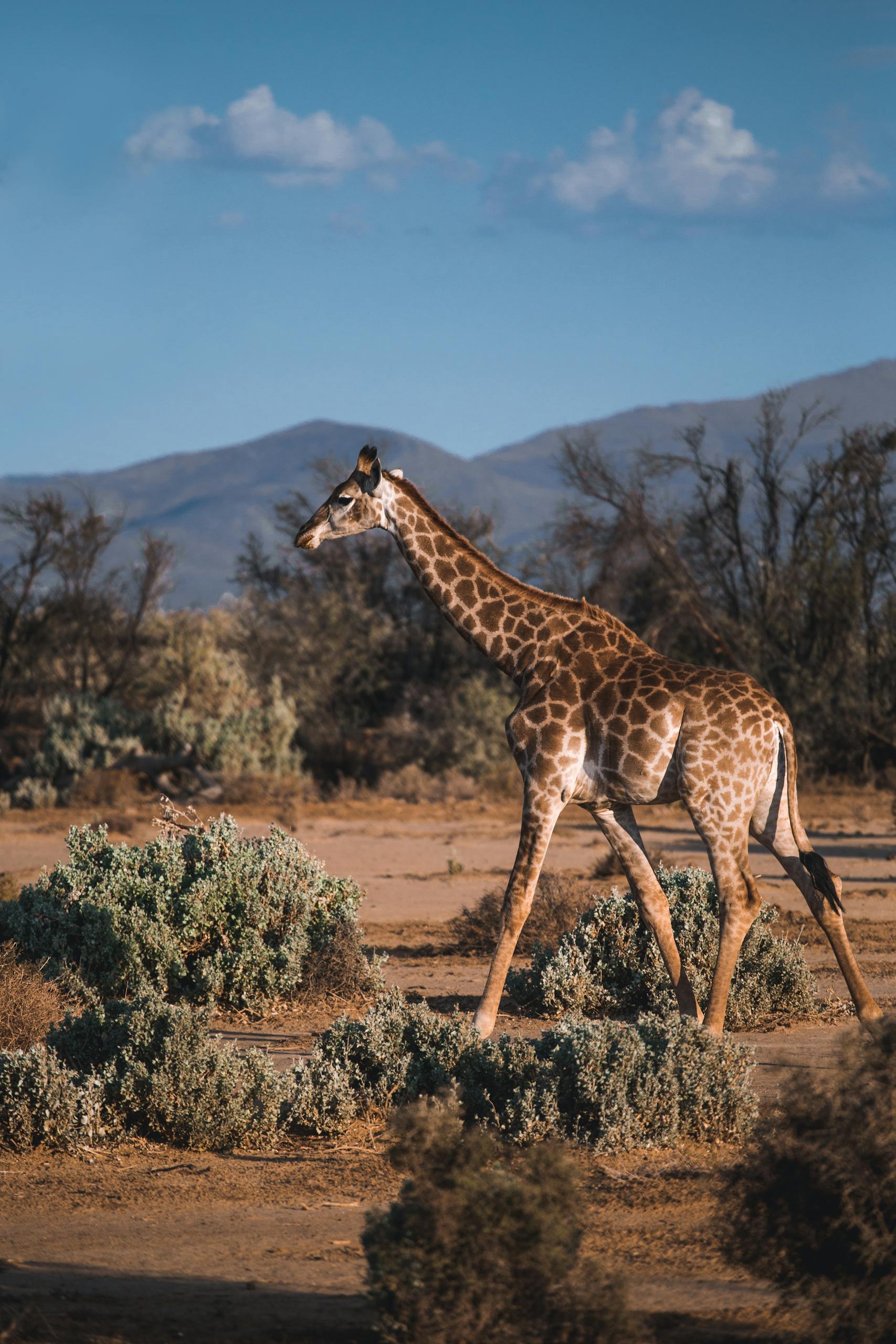 A giraffe gracefully walks through the African savanna in daylight, surrounded by shrubs and trees.