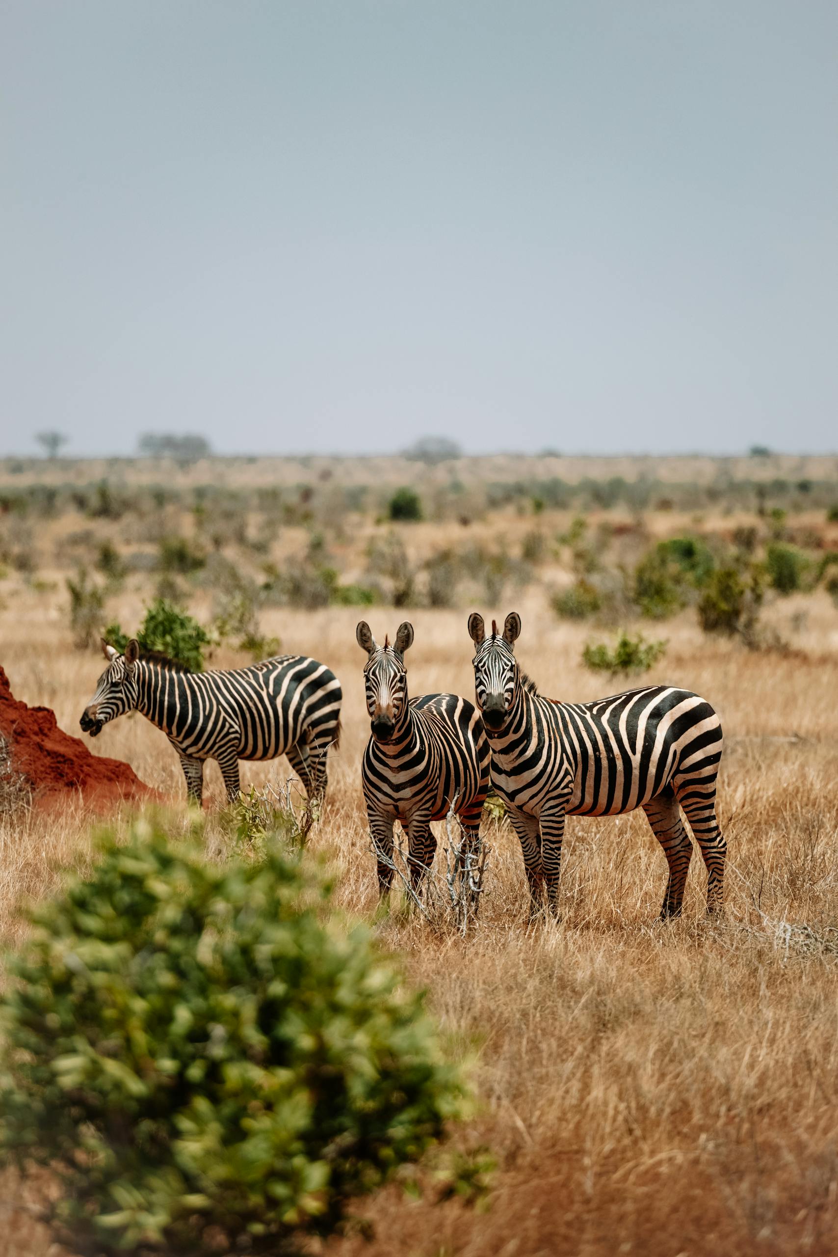 Three zebras grazing in the wild African savannah, showcasing their iconic stripes.